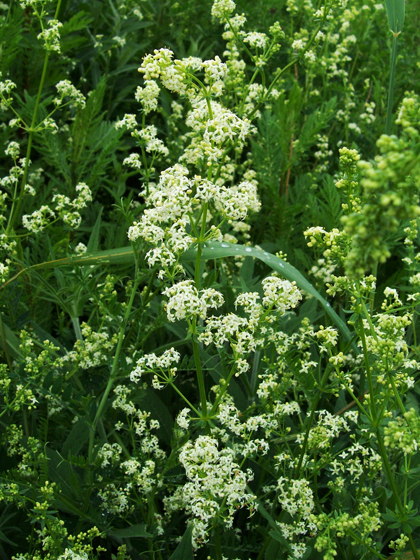 Hedge Bedstraw